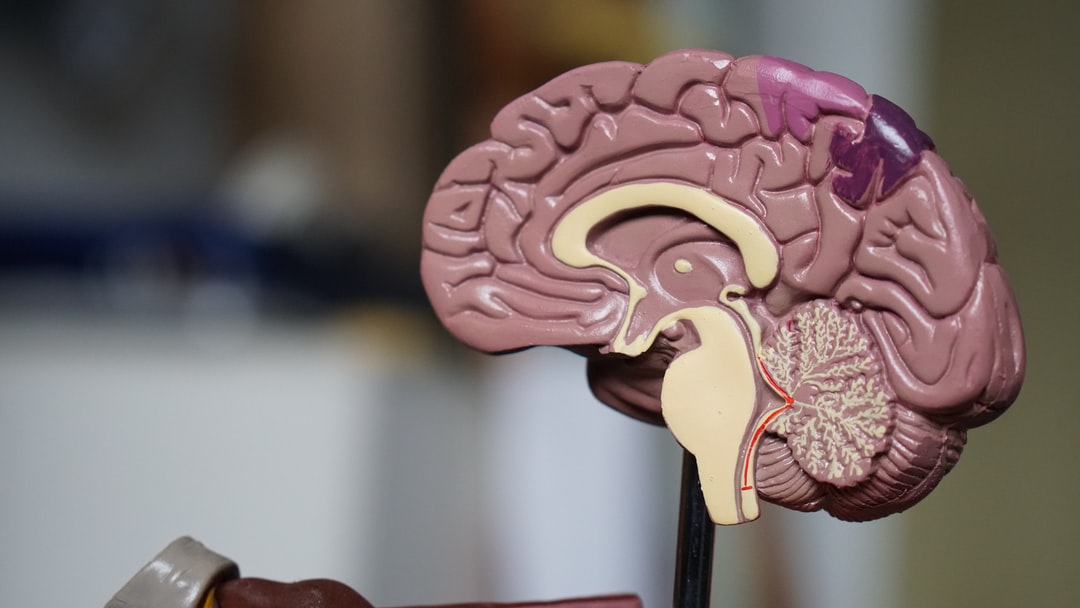 image of a brain before brain injury TBI or CTE